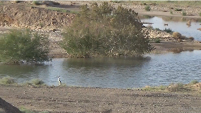 ارتقاء دو پلهای منطقه شکار ممنوع کم کی در شهرستان بهاباد+فیلم ارتقاء دو پلهای منطقه شکار ممنوع کم کی در شهرستان بهاباد+فیلم