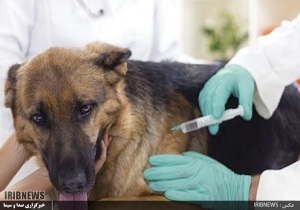 وقتی خوی درندگیِ اهلیِ باوفا ، گُل می کند.