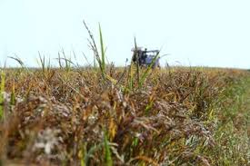 آغاز برداشت برنج در دزفول