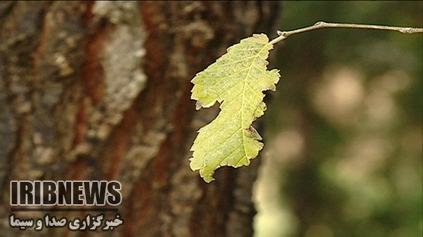 آسمان زنجان صاف با وزش ملایم باد آسمان زنجان صاف با وزش ملایم باد