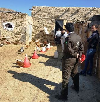 انجام عملیات ضربتی واکسیناسیون طیور بومی بر علیه بیماری نیوکاسل در شهرستان گلپایگان