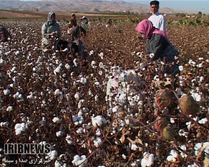 پیش بینی برداشت 16700 تُن وش پنبه در خراسان شمالی