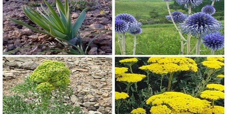 کشت ۳ هزار هکتار گیاهان دارویی در کهگیلویه و بویراحمد