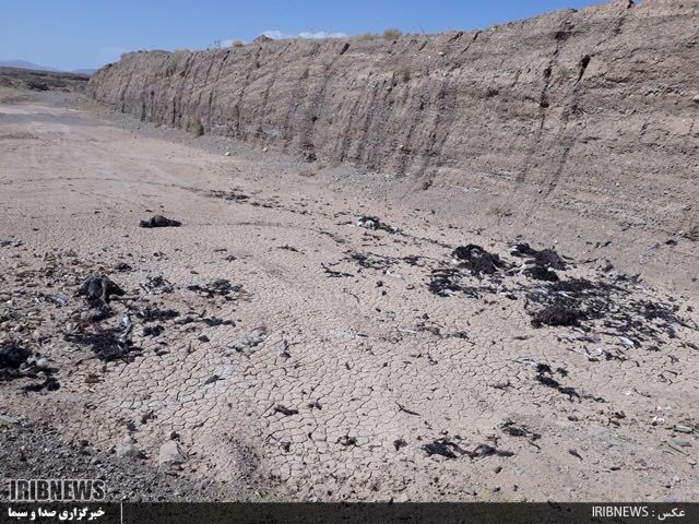 رهاسازی تلفات 12 قطعه شتر مرغ در قاین