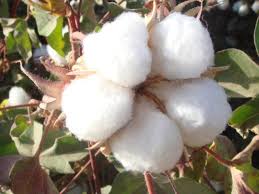 برداشت ۱۸ هزار تن طلای سفید از کشتزار‌های استان