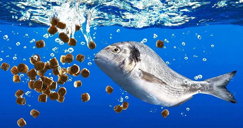 همایش بررسی وضعیت خوراک آبزیان همایش بررسی وضعیت خوراک آبزیان