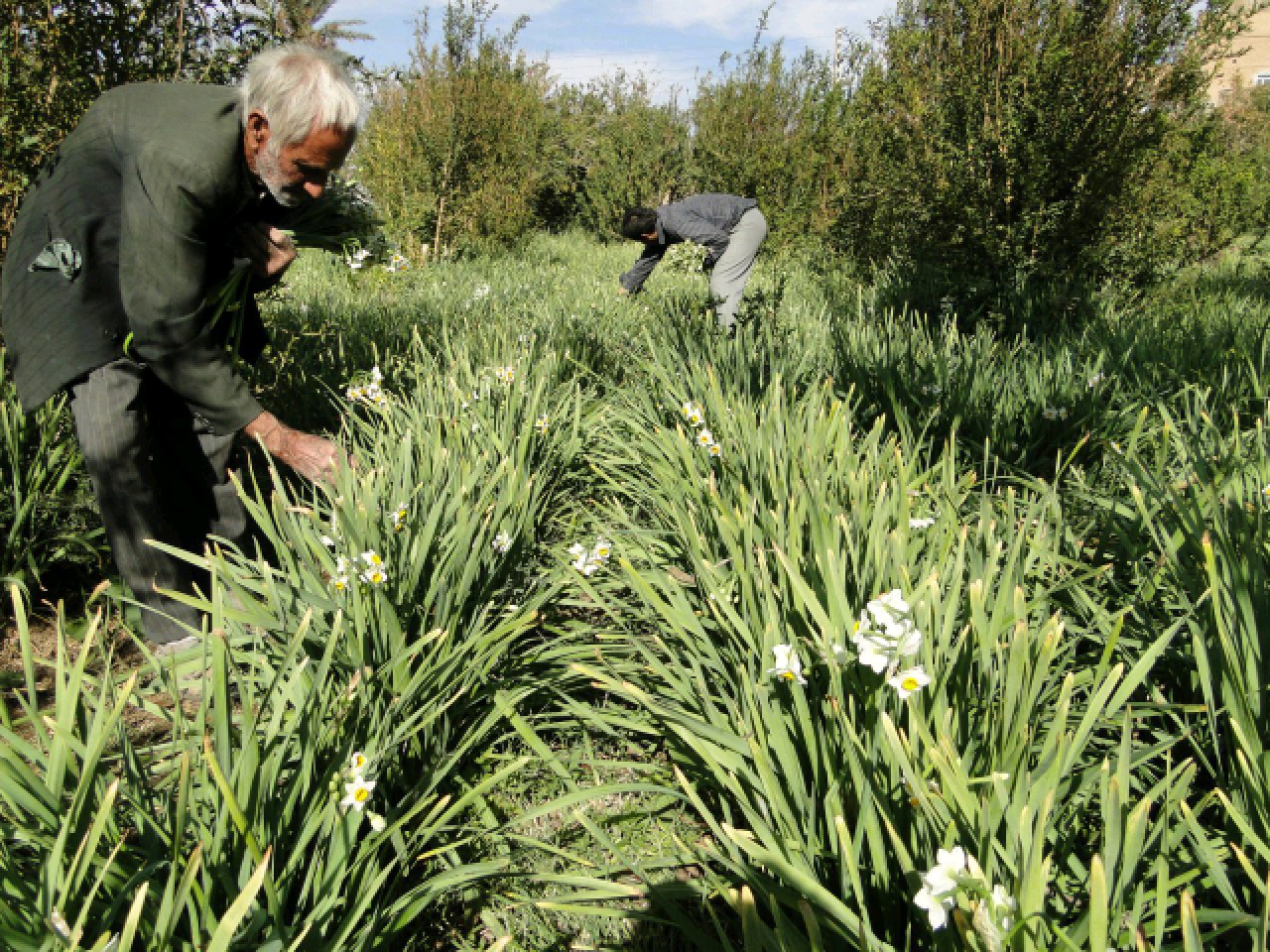 برداشت گل نرگس از ۱۲ هکتار باغ&zwnj;های شهرستان طبس