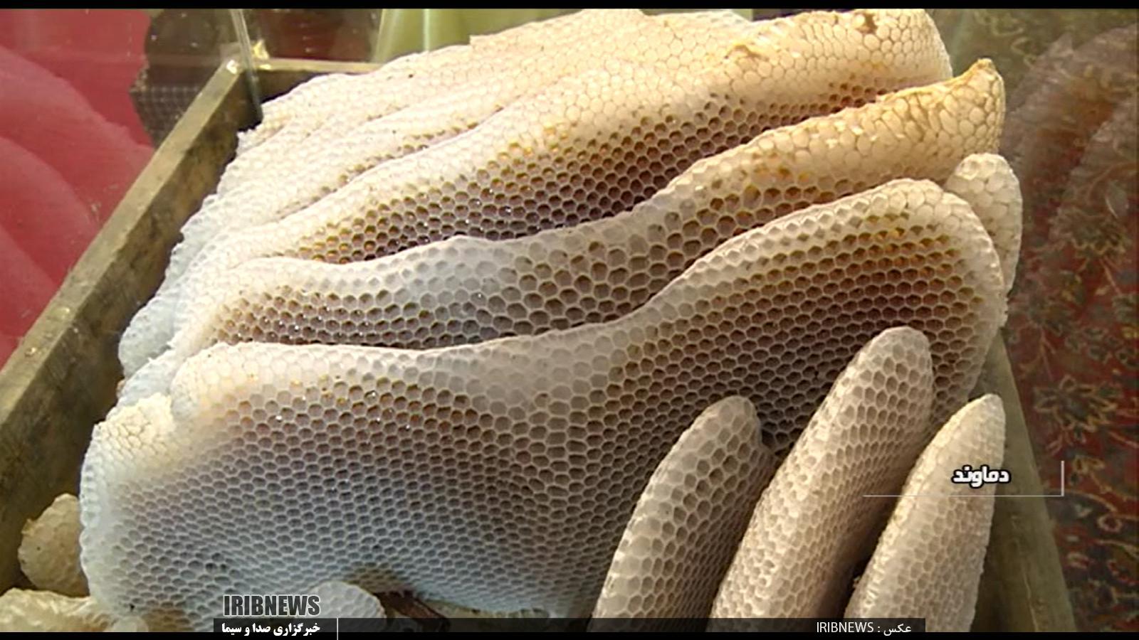 تولید50درصد عسل استان تهران دردماوند تولید50درصد عسل استان تهران دردماوند