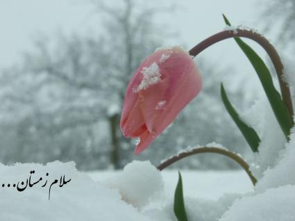 دو قدم مانده که پاییز به یغما برود...
