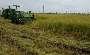 افزایش ۲۰ درصدی تولید برنج در مازندران