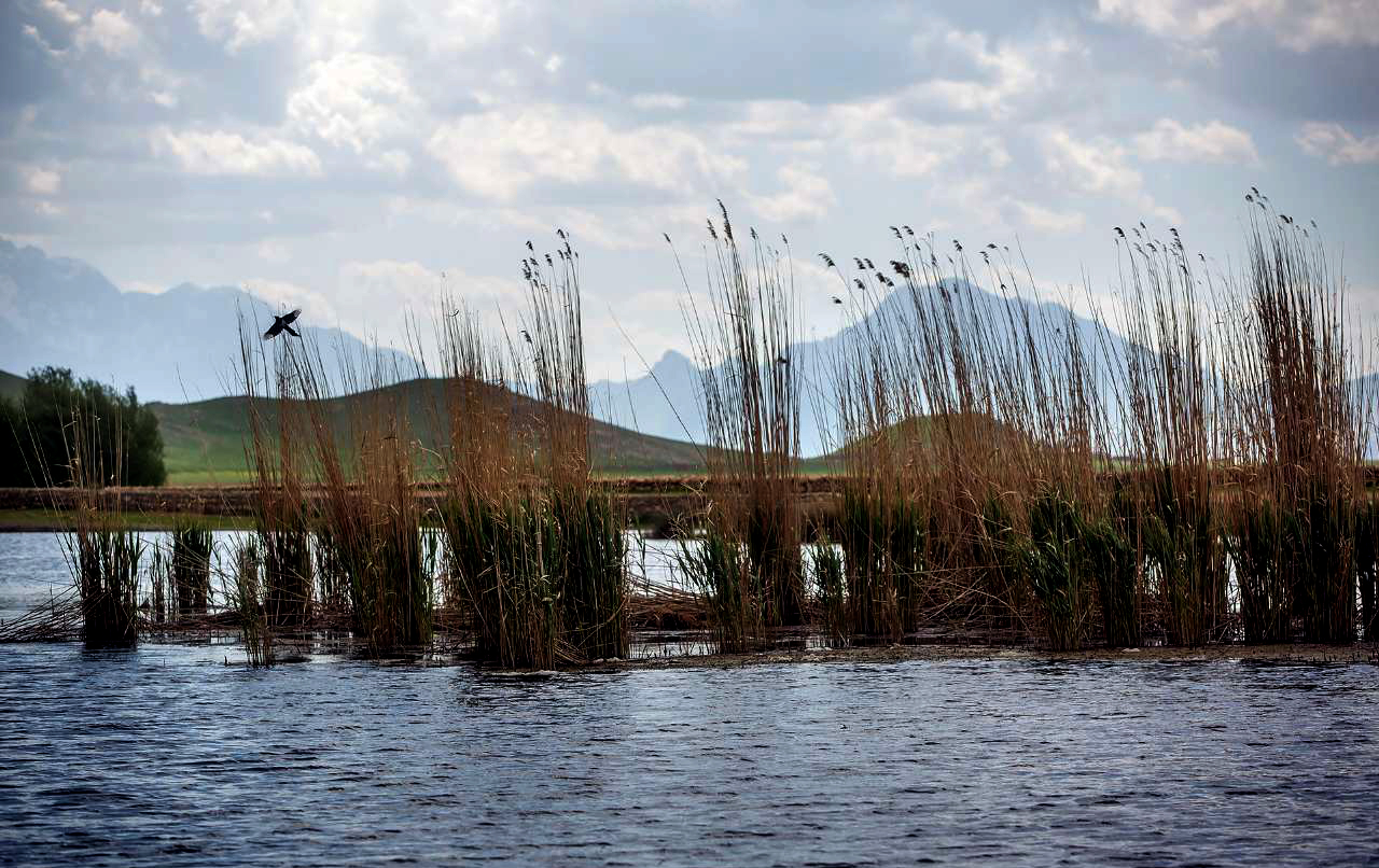 تالاب منحصر به فرد کرمانشاه به زودی میزبان پرندگان مهاجر تالاب منحصر به فرد کرمانشاه به زودی میزبان پرندگان مهاجر