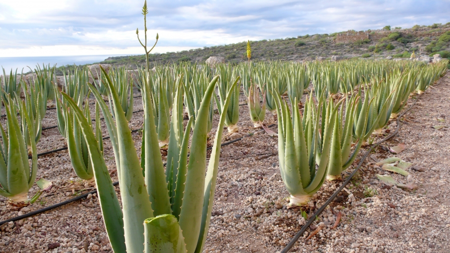 توسعه کشت آلوئه ورا در شهرستان مهر توسعه کشت آلوئه ورا در شهرستان مهر