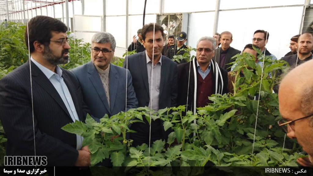 برداشت اولین محصول بزرگترین شهرک گلخانه ای کشور تا 10 روز آینده برداشت اولین محصول بزرگترین شهرک گلخانه ای کشور تا 10 روز آینده