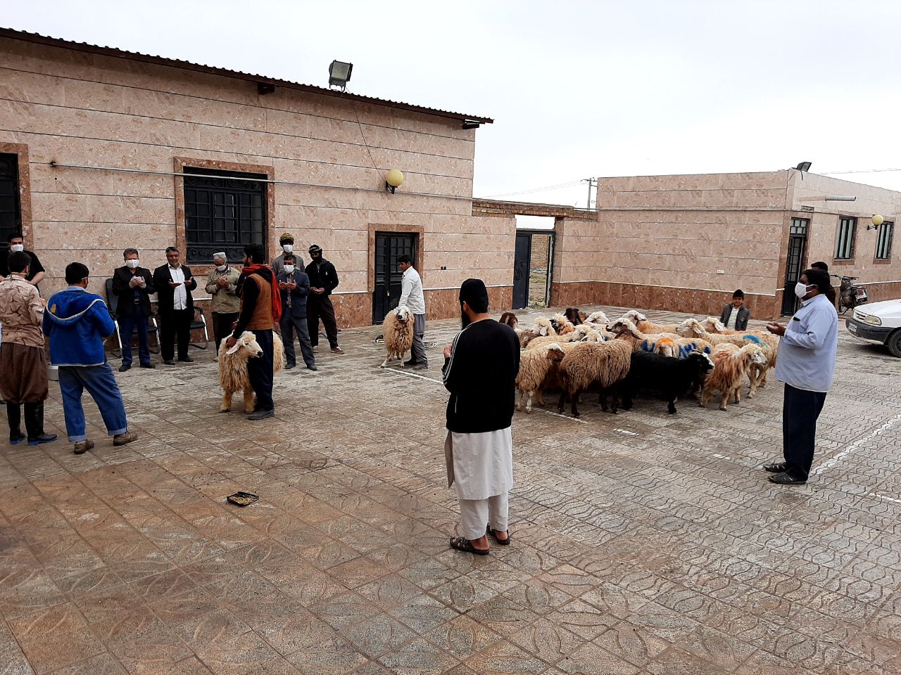 ذبح 24 راس گوسفند به نیت رفع بیماری کرونا در تایباد