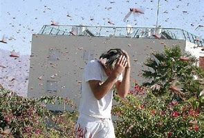 حشره ویرانگر ( در حال تکمیل) حشره ویرانگر ( در حال تکمیل)