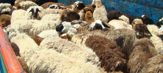  قاچاق 427 رأس دام در خراسان شمالی