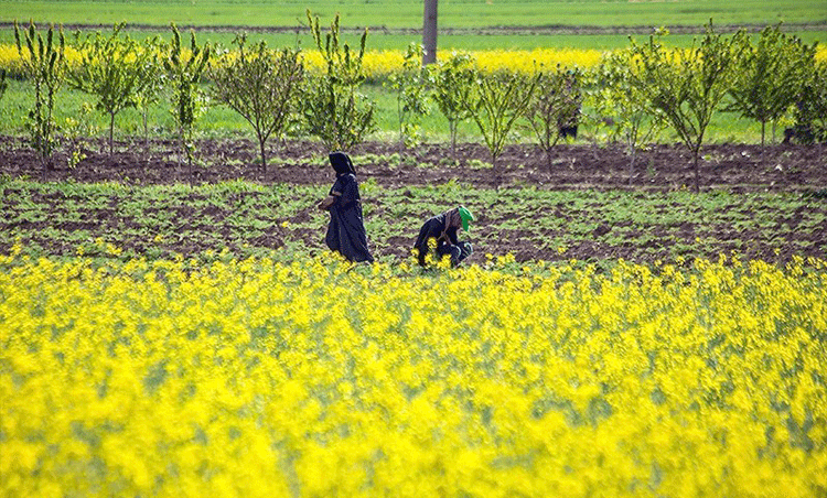 تبریز، رتبه نخست تولید کلزا در آذربایجان شرقی