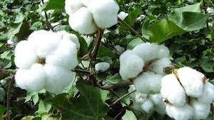 افزایش 4 برابری سطح زیر کشت پنبه درکاشمر افزایش 4 برابری سطح زیر کشت پنبه درکاشمر