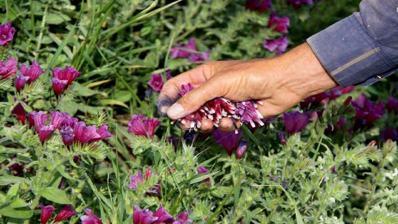 اجرای طرح توسعه کشت گیاهان دارویی در قزوین