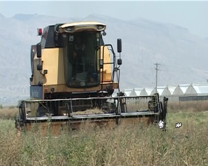 برداشت دانه روغنی کلزا