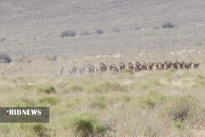 طبیعت کرمان در آرامش طبیعت کرمان در آرامش