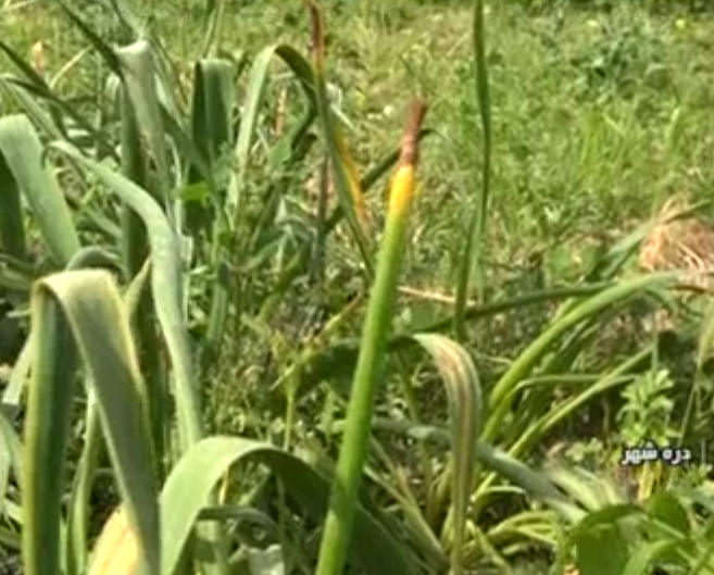 فعالیت&zwnj;های کشاورزی تحت تاثیر کرونا