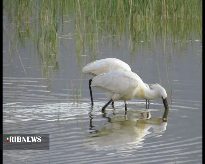 رشد ۳۰ درصدی سکنی گزینی پرندگان مهاجر در تالاب&zwnj;ها