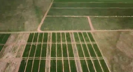 ایستگاه آغجه کهل مراغه مرکز ثقل تولید گندم درکشور