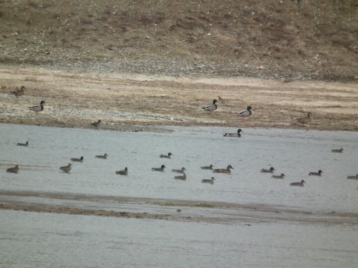 آغاز طرح سرشماری پرندگان مهاجر در شهرستان سردشت آغاز طرح سرشماری پرندگان مهاجر در شهرستان سردشت