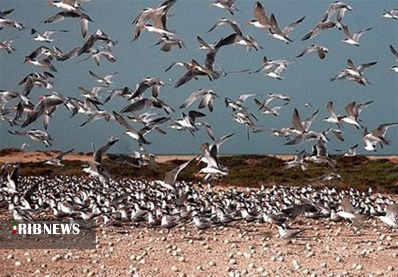 گزارش مکتوب .... بوشهر بهشت پرندگان مهاجر گزارش مکتوب .... بوشهر بهشت پرندگان مهاجر