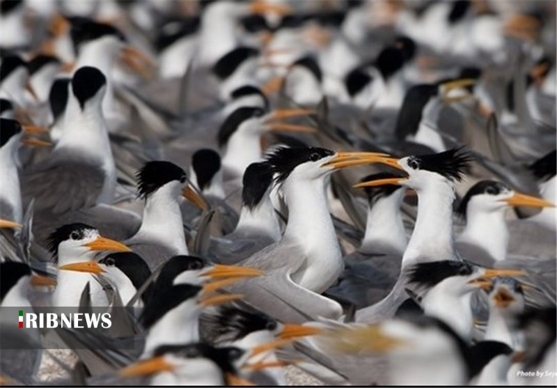 گزارش مکتوب .... بوشهر بهشت پرندگان مهاجر گزارش مکتوب .... بوشهر بهشت پرندگان مهاجر