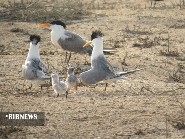 گزارش مکتوب .... بوشهر بهشت پرندگان مهاجر گزارش مکتوب .... بوشهر بهشت پرندگان مهاجر