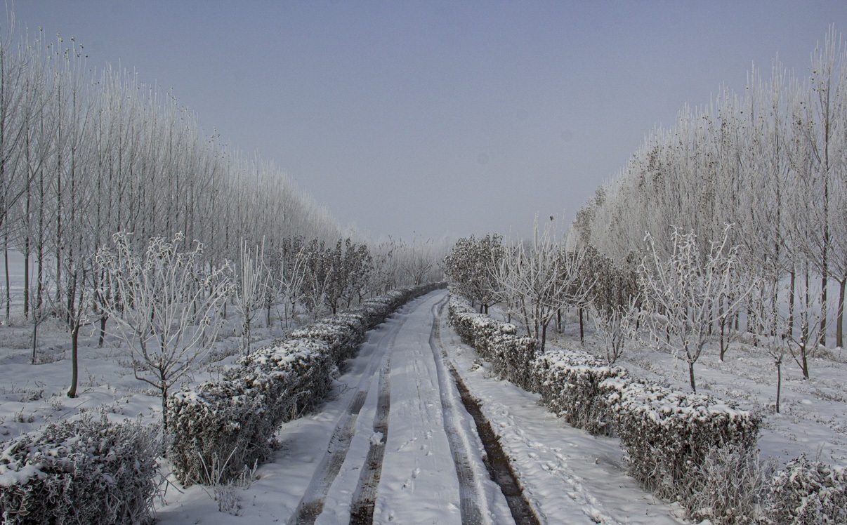 سرما و یخبندان در استان اردبیل