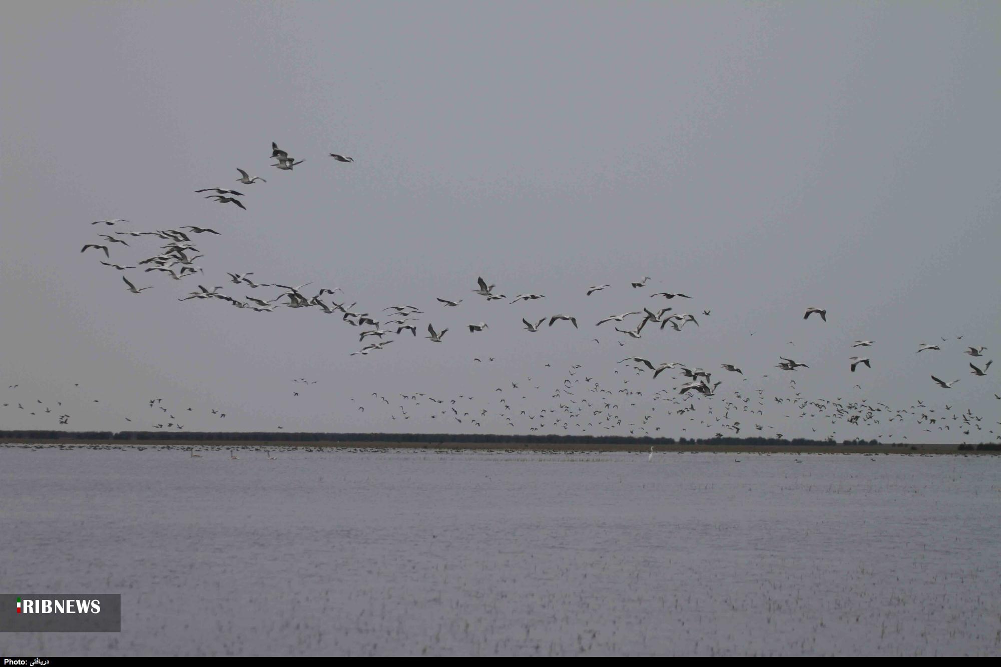 زمستان گذرانی ۱۰۰ هزار پرنده در تالاب&zwnj;های چهارمحال و بختیاری