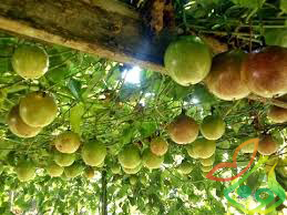 چگونگی کاشت درخت پشن فروت چگونگی کاشت درخت پشن فروت