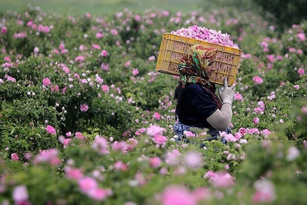 آغازبرداشت گل محمدی از گلستان&zwnj;های استان فارس