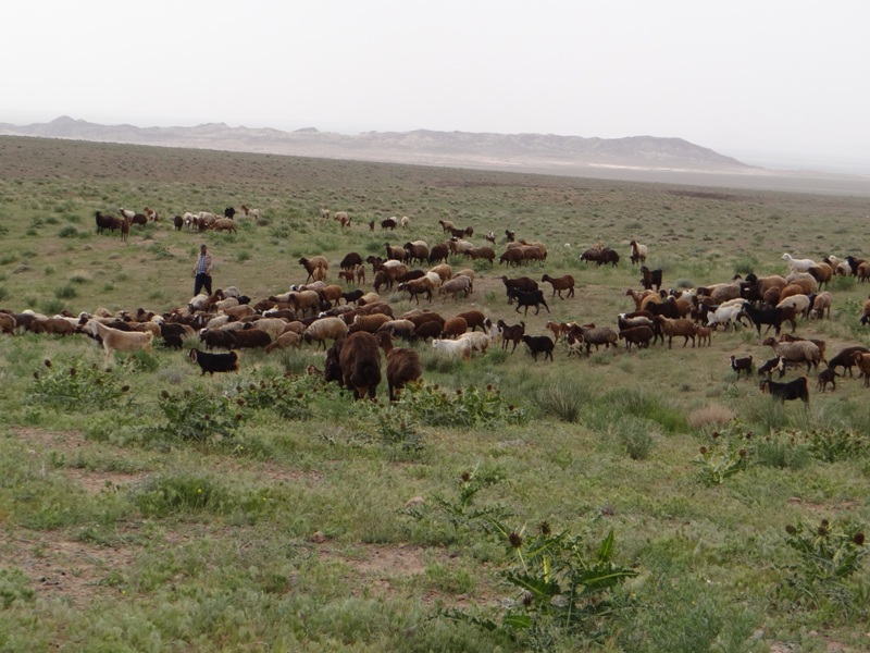 افزایش 30 درصدی تولیدات دامی بردسکن افزایش 30 درصدی تولیدات دامی بردسکن