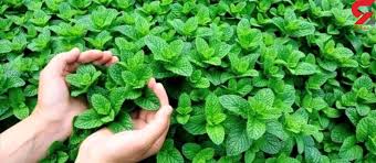 خواص نعناع برای روزه داران در ماه رمضان