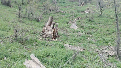 جنگل&zwnj;زدایی در سایه کرونا