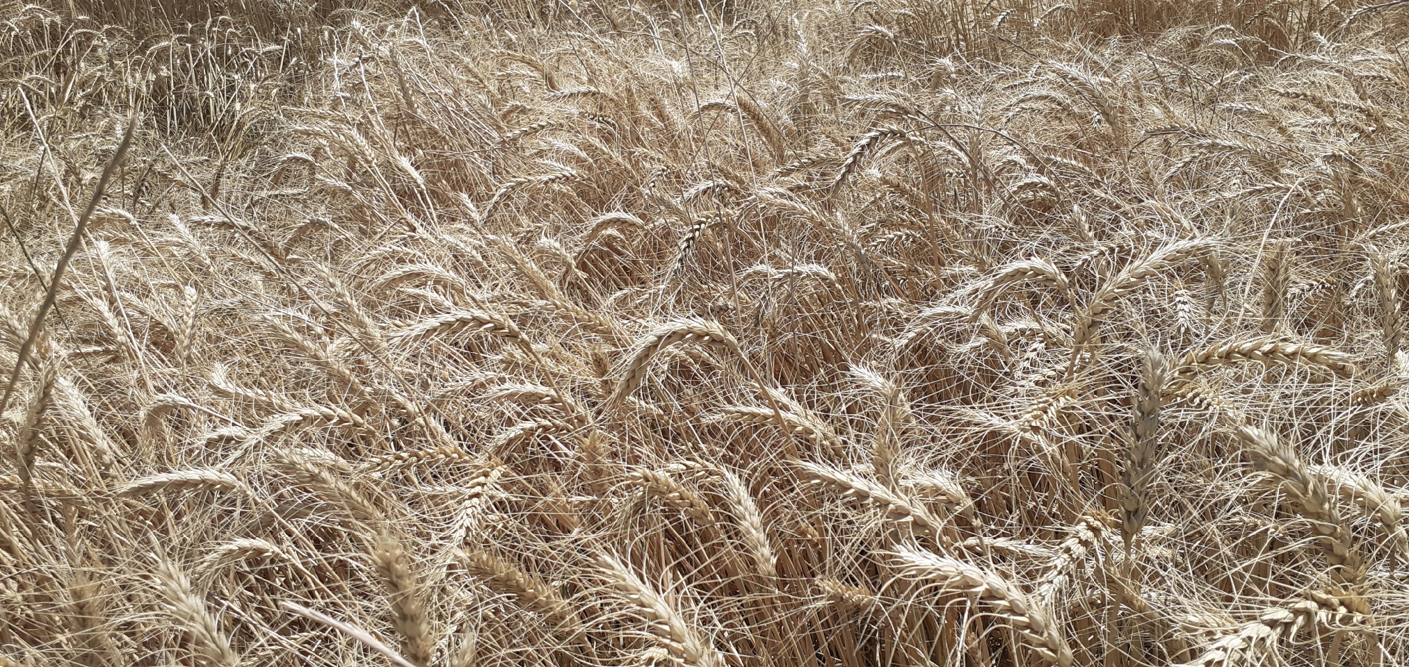 افزایش دو برابری تولید گندم در رودبار جنوب افزایش دو برابری تولید گندم در رودبار جنوب