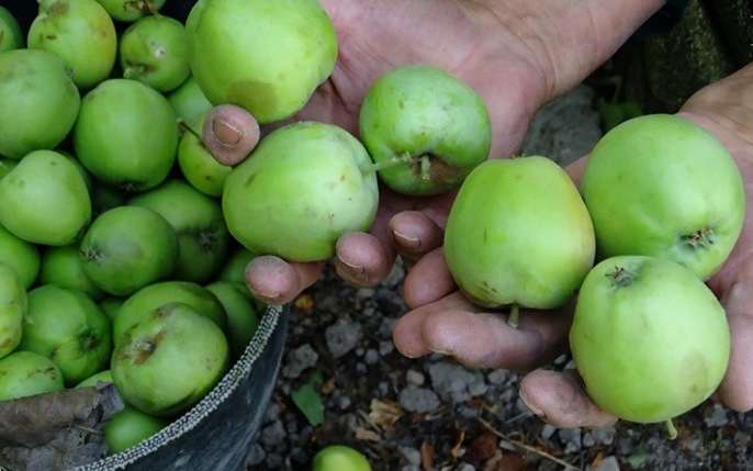 برداشت سیب ترش در فارس