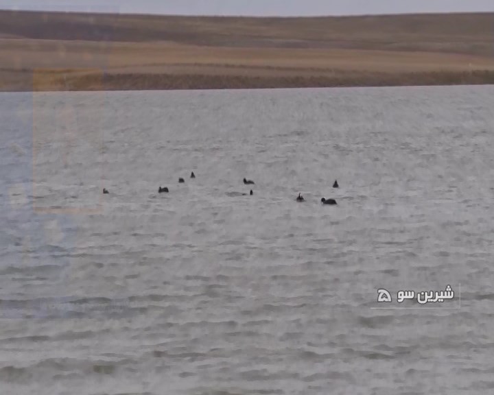 برنامه ریزی برای حفظ تالاب‌های استان همدان