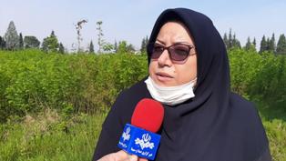 آغاز توزیع تخم نوغان درمازندران