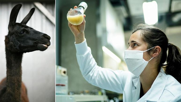 لاما، قهرمان مقابله با ویروس کرونا میشود؟ لاما، قهرمان مقابله با ویروس کرونا میشود؟