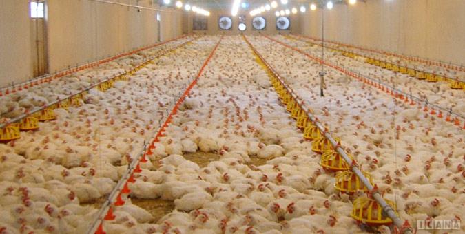 در پی دانه در پی دانه