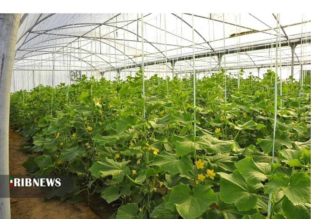 مکان یابی ۶۹۹ هکتار زمین برای توسعه کشت گلخانهای در خراسان جنوبی مکان یابی ۶۹۹ هکتار زمین برای توسعه کشت گلخانهای در خراسان جنوبی