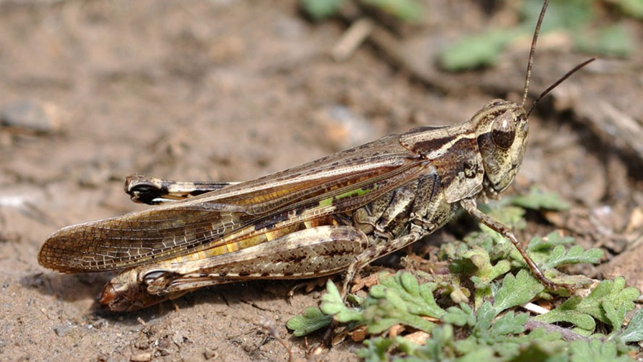 مبارزه با دسته های جدید ملخ صحرایی در فارس مبارزه با دسته های جدید ملخ صحرایی در فارس