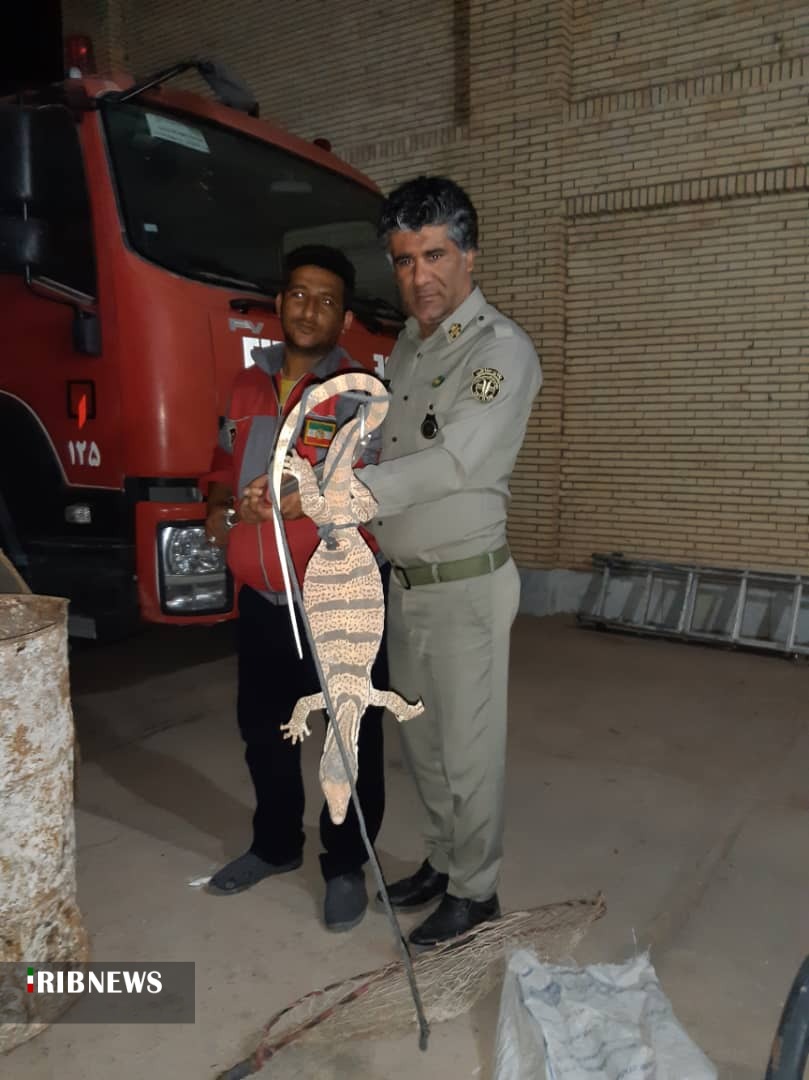 رها سازی یک بزمچه در طبیعت  فهرج