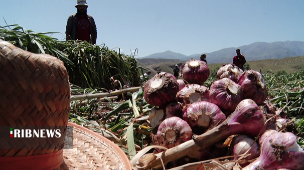 سیری که عطرش لب مرز خوش تر است
