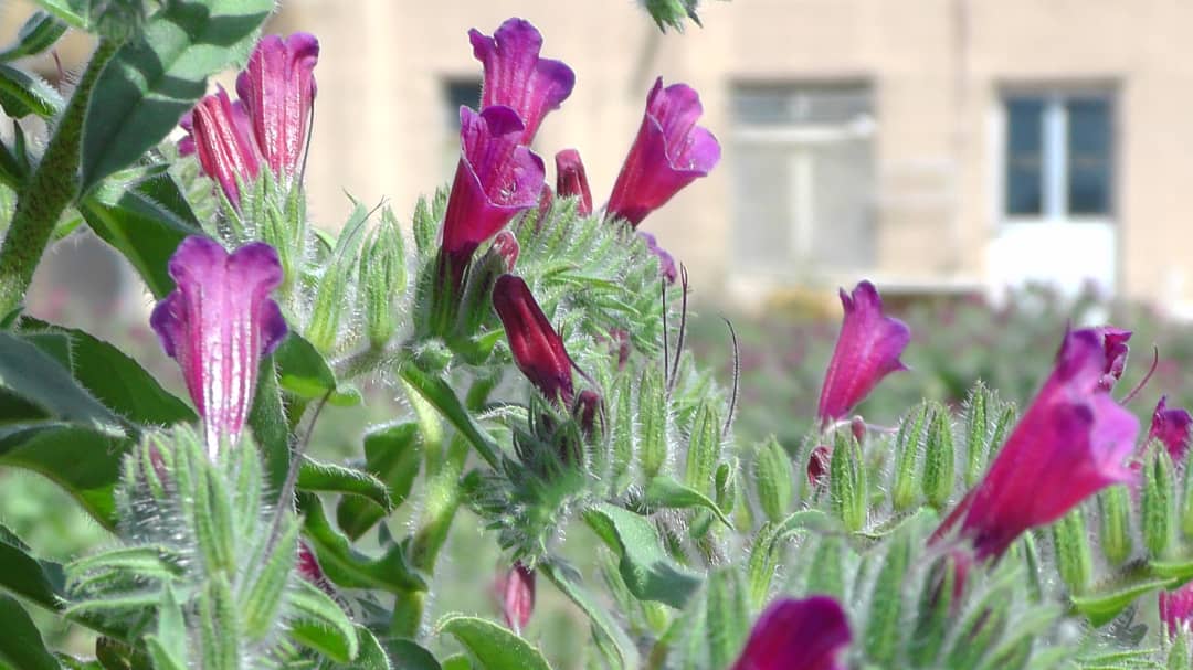 برداشت گل گاوزبان در بهمن